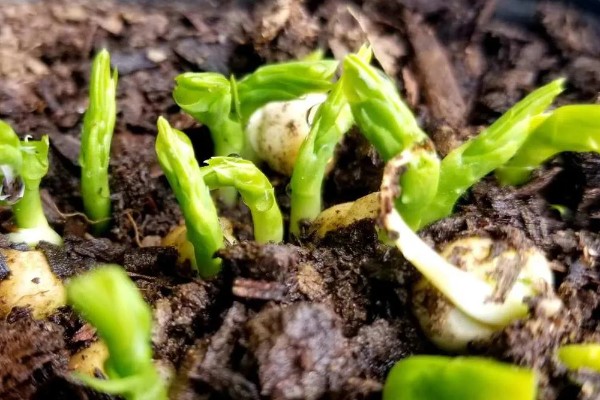 玉簪花在几月发芽,3-5月发芽