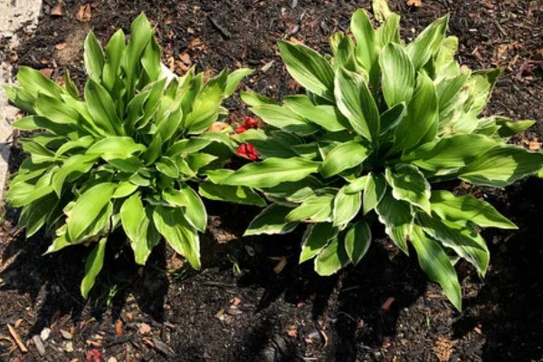 玉簪花在几月发芽,3-5月发芽