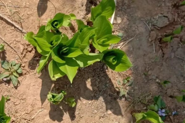 玉簪花在几月发芽,3-5月发芽