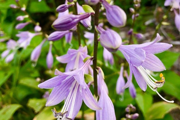 玉簪花在几月发芽,3-5月发芽