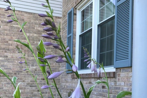 玉簪花在几月发芽,3-5月发芽