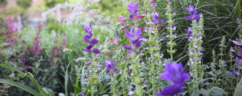 鼠尾草如何过冬，浇水尽可能不要浇多