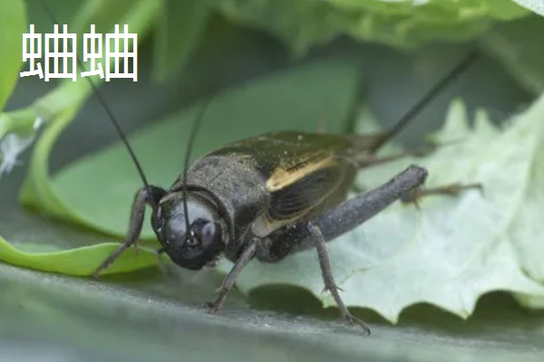 蛐蛐是害虫还是益虫,蛐蛐是害虫