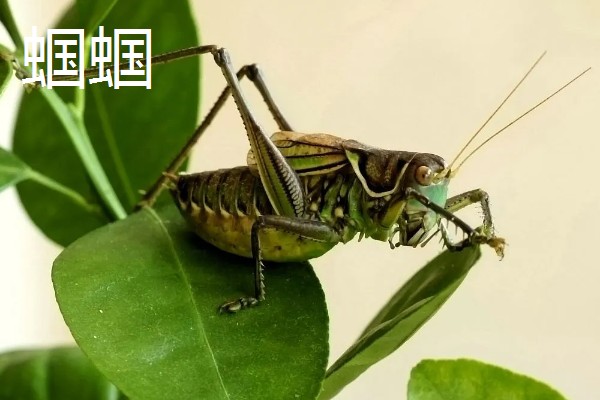 蛐蛐是害虫还是益虫,蛐蛐是害虫