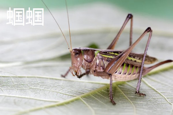 蛐蛐是害虫还是益虫,蛐蛐是害虫