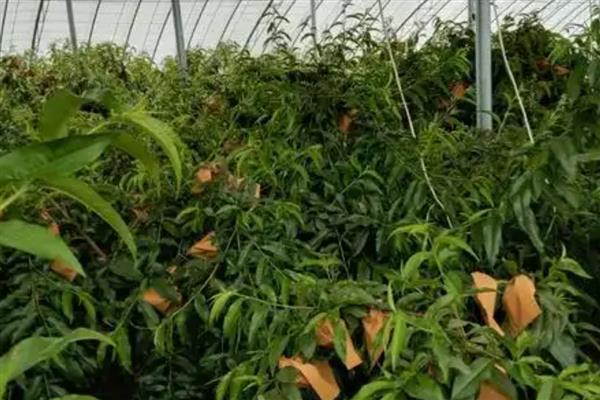 大棚油桃怎么种植，在12月中旬扣棚