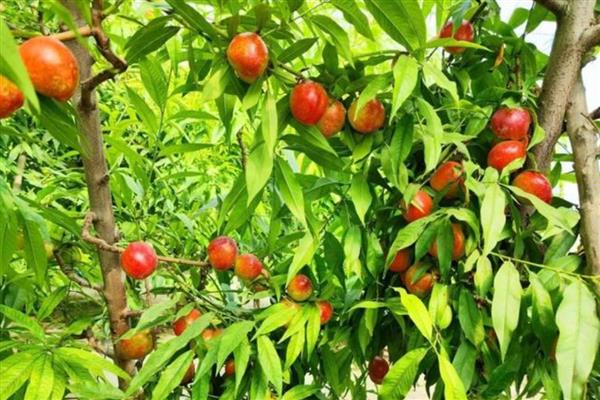 大棚油桃怎么种植，在12月中旬扣棚