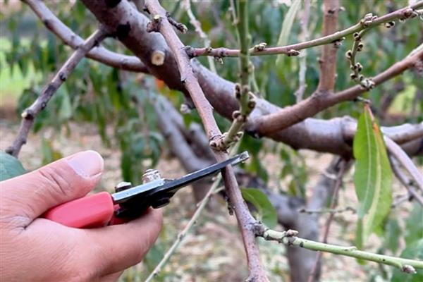 大棚油桃怎么种植，在12月中旬扣棚