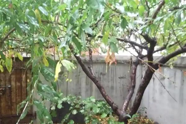 大棚油桃怎么种植，在12月中旬扣棚