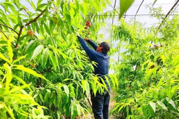 大棚油桃怎么种植，在12月中旬扣棚
