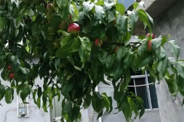 大棚油桃怎么种植，在12月中旬扣棚