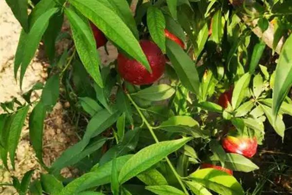 大棚油桃怎么种植，在12月中旬扣棚