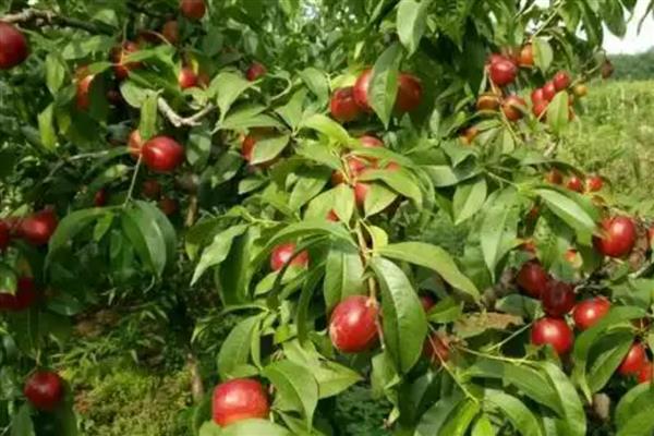 大棚油桃怎么种植，在12月中旬扣棚