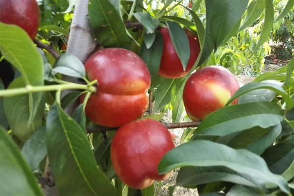 大棚油桃怎么种植，在12月中旬扣棚