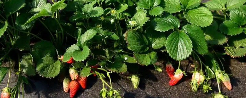 草莓要打很多药吗，无需打非常多药