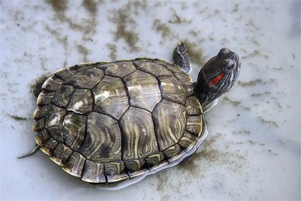 乌龟好几天不吃东西怎么处理，注意定期换水