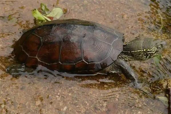 乌龟好几天不吃东西怎么处理，注意定期换水