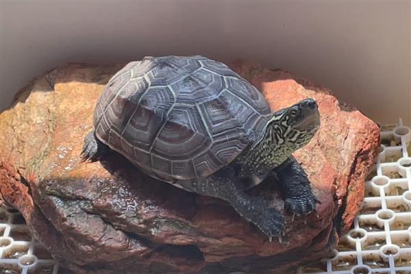 乌龟好几天不吃东西怎么处理，注意定期换水