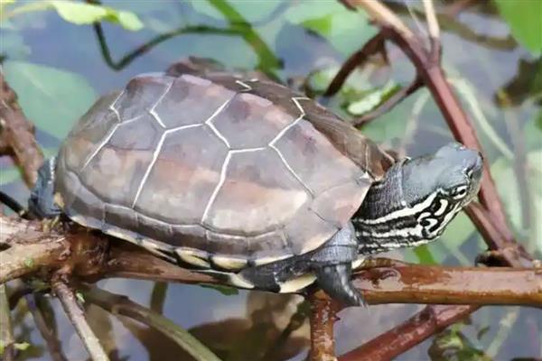 乌龟好几天不吃东西怎么处理，注意定期换水