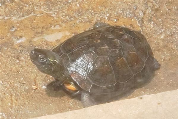 乌龟好几天不吃东西怎么处理，注意定期换水