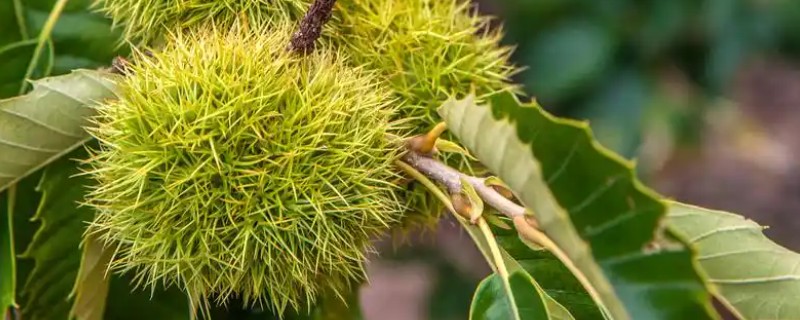 板栗树几年才能结果，种5-8年后结果