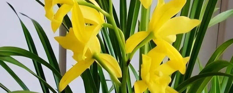 黄金小神童的养殖方法，通常采用漫灌的方式浇水