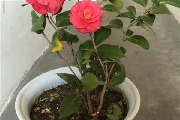 茶花伤到根的管理方式，可涂抹生根粉