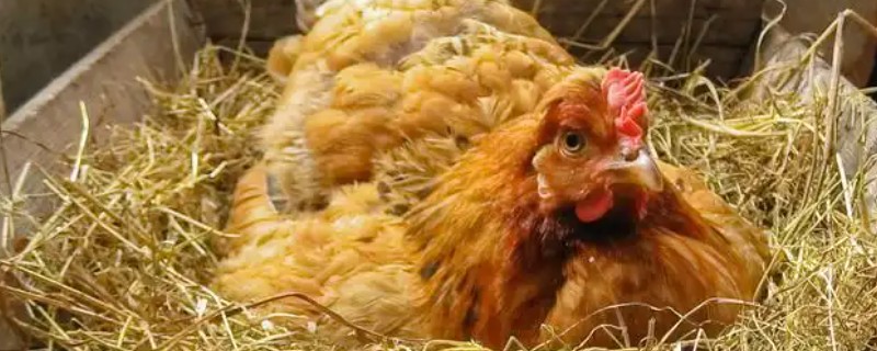 母鸡抱窝会不会饿死，是不会饿死的