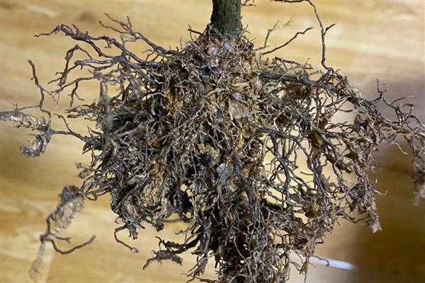 茶花伤到根的管理方式，可涂抹生根粉