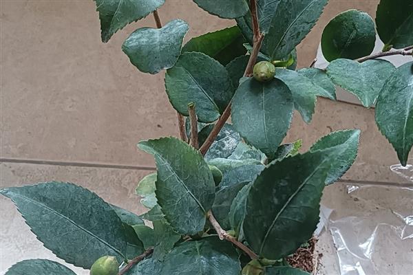 茶花伤到根的管理方式，可涂抹生根粉