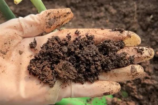茶花伤到根的管理方式，可涂抹生根粉