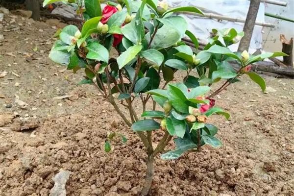 茶花伤到根的管理方式，可涂抹生根粉