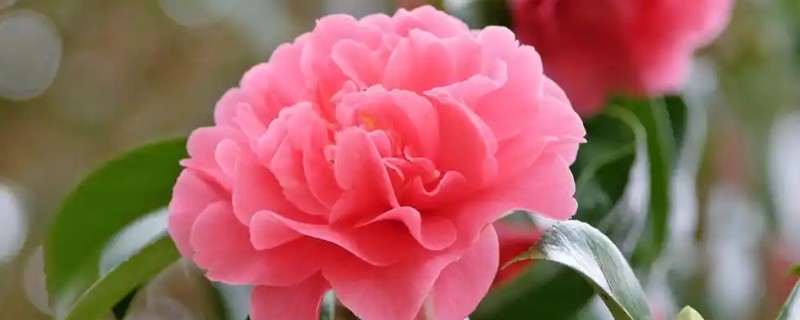 秋天茶花如何浇水，可以每隔3-5天浇水一次