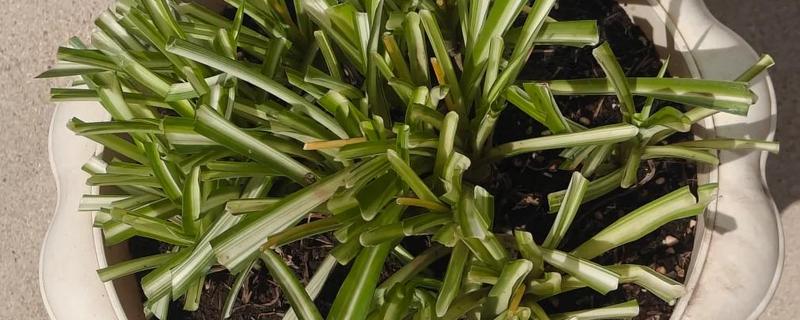 10月份可以给吊兰剃头吗，吊兰10月份不可以剃头