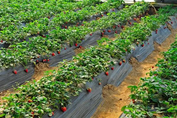 草莓要打很多药吗,无需打非常多药