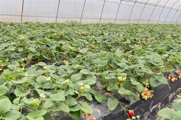 草莓要打很多药吗,无需打非常多药