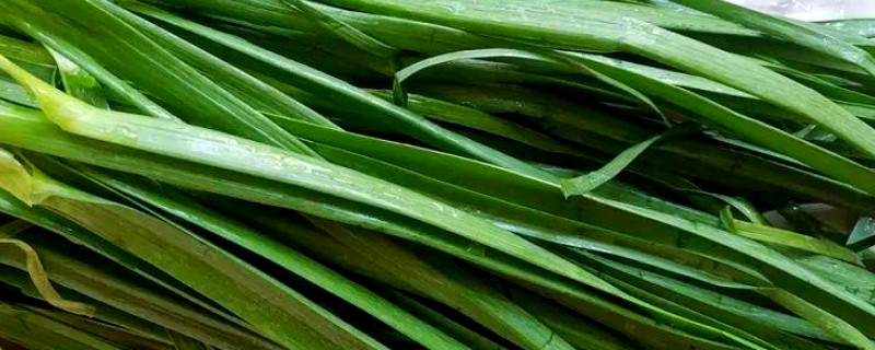 大蒜叶子的特点，高可达35厘米左右