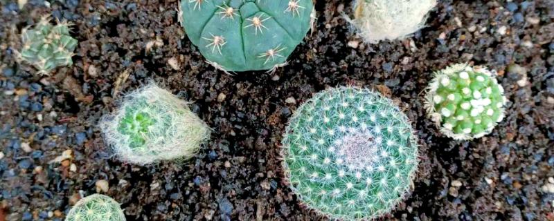 仙人球有哪些种类，常见的有仙人鞭、月月掌等