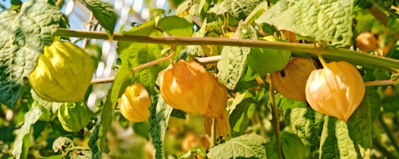 姑娘果如何种植，播种前先用温水浸种2小时