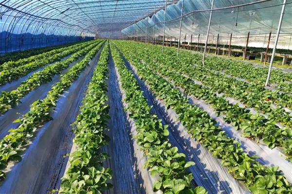 草莓要打很多药吗,无需打非常多药