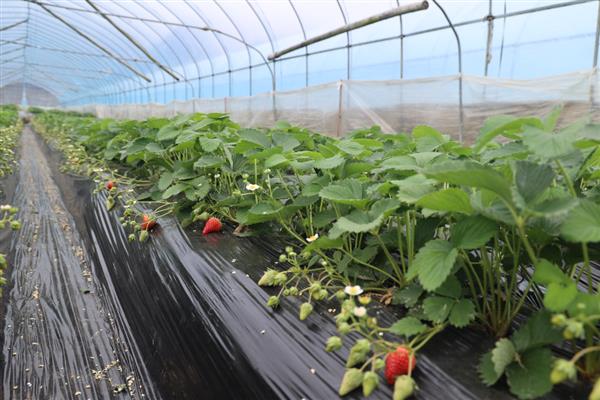 草莓要打很多药吗,无需打非常多药