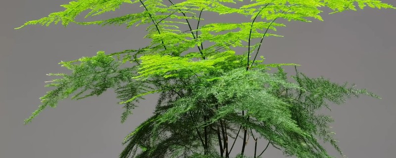 文竹如何繁殖，可播种繁殖也可分株繁殖