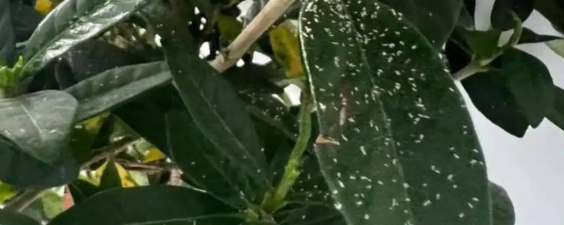 栀子花叶子上的白色颗粒是什么东西，可能是蚧壳虫