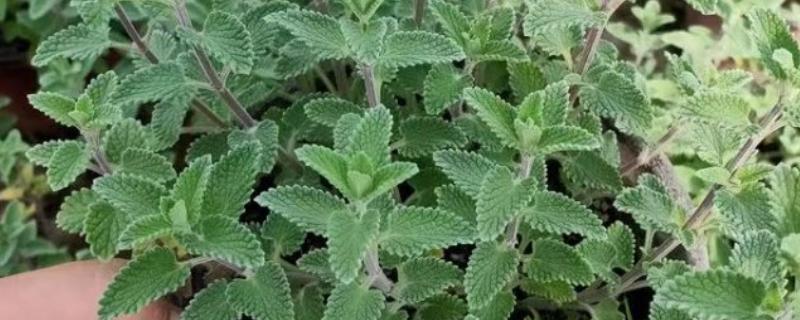 猫薄荷吃多了对猫咪有没有害，可能会导致肠胃不适