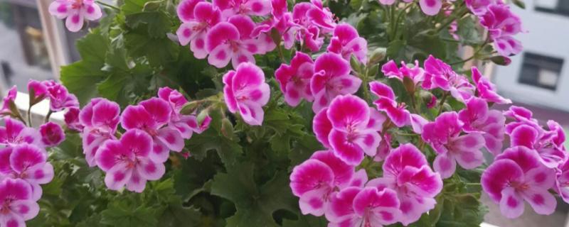 天竺葵有没有毒，天竺葵有毒