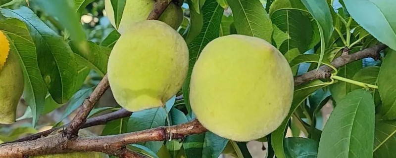 桃是不是寒性水果，桃不是寒性水果