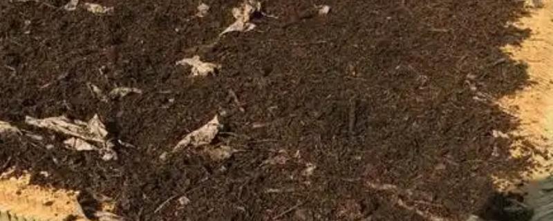 怎么对营养土消毒杀菌，可采用日光暴晒法