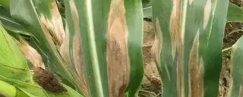玉米的常见病害及防治方法，常见的有大斑病、小斑病等