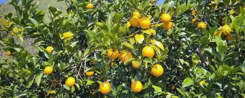 甜橙病虫害的农药防治方法，常见的有黄龙病、溃疡病等