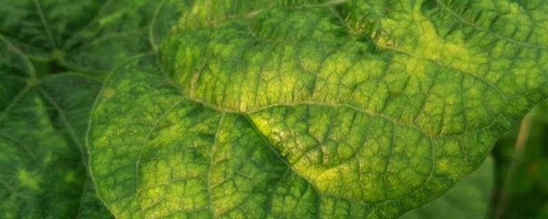 菜豆病毒病的症状，豆荚会产生黄色斑点